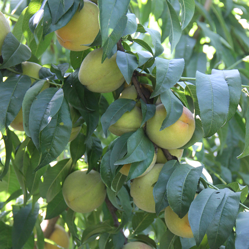 桃樹基地 桃樹基地